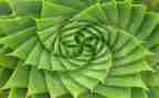 写植物的作文600字优秀作文7篇