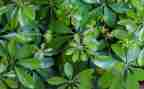 植物的调查报告7篇