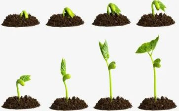 安的种子读后感优秀7篇