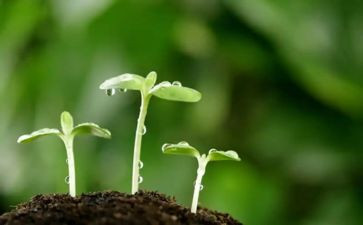 的种子作文推荐8篇