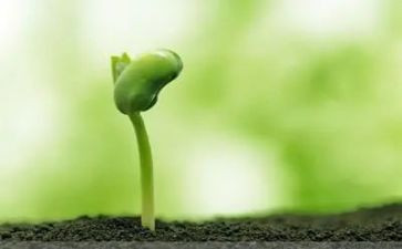 安的种子读后读后感5篇