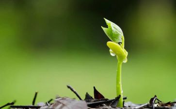 种子课2.0读后感7篇