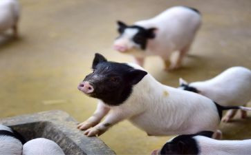 猪市场调查报告推荐6篇