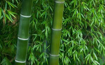 竹林里读后感6篇