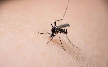 小班打蚊子教案8篇