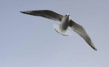 自由颂读后感6篇